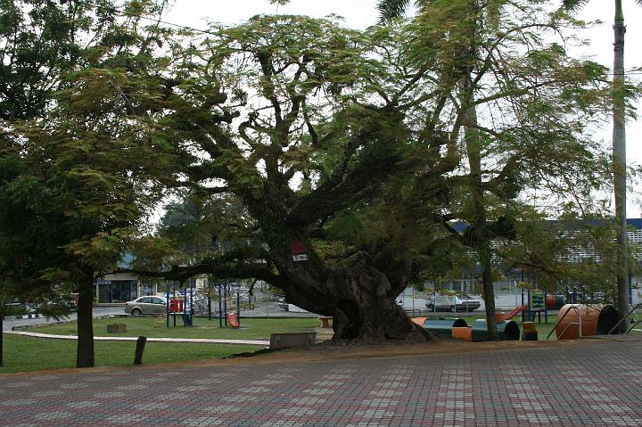 IMG_0074.JPG - Flot træ