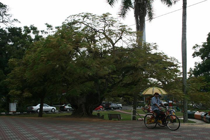 IMG_0075.JPG - Flot træ med cykeltaxi